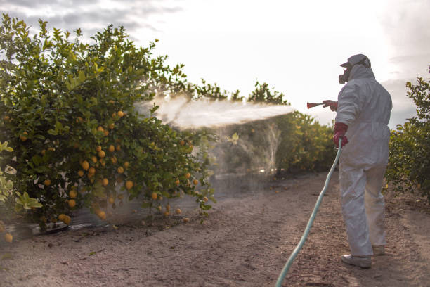 Best Pest Control for Homes  in Shingle Springs, CA