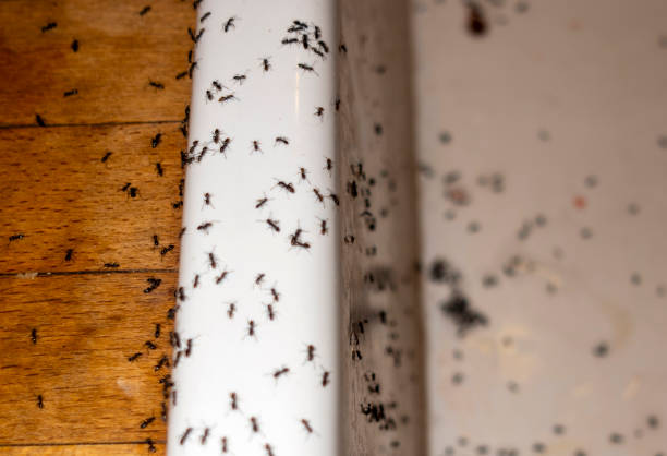 Best Pest Removal Services  in Shingle Springs, CA